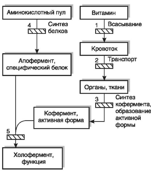 патофизиология обмена витаминов - student2.ru