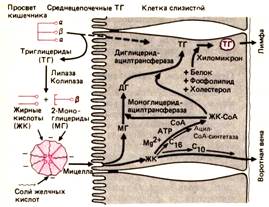 Переваривание и всасывание ЖИРОВ - student2.ru