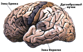 Периферические системы обеспечения речи - student2.ru