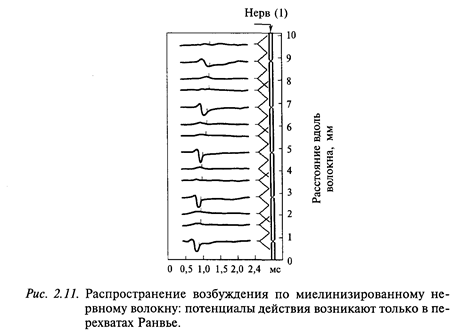 Почему нужно знать физиологию головного мозга психологу? - student2.ru