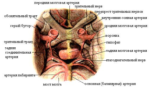 Половые гормоны яичка секретируют - student2.ru