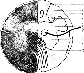 поперечные срезы мозгового ствола - student2.ru