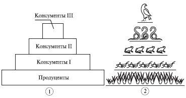 Поток энергии в экосистемах и пищевые цепи - student2.ru