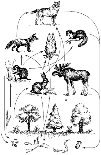 Поток энергии в экосистемах и пищевые цепи - student2.ru