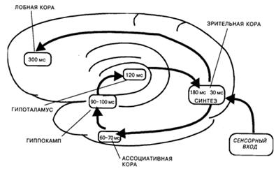 повторный вход возбуждения и информационный синтез - student2.ru