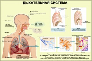 Правильное дыхание – путь к оздоровлению - student2.ru