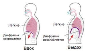 Упражнение на брюшное дыхание - student2.ru