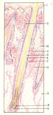 Препарат № 138. Кожа головы с продольным разрезом волоса - student2.ru