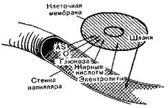 Процессы межуточного обмена - student2.ru