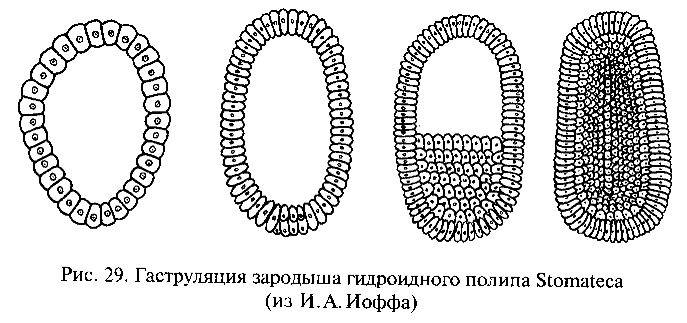 Происхождение многоклеточных организмов - student2.ru