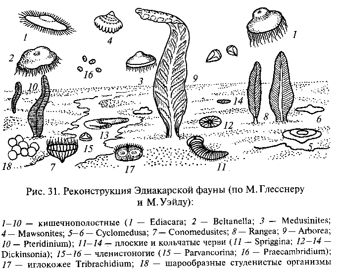 Происхождение многоклеточных организмов - student2.ru