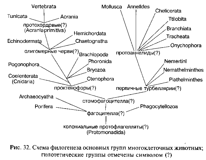 Происхождение многоклеточных организмов - student2.ru