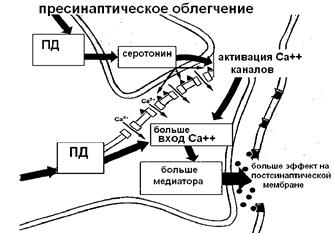 Проведение возбуждения в синапсах. - student2.ru