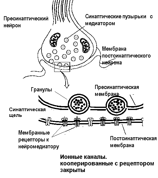 Проведение возбуждения в синапсах. - student2.ru