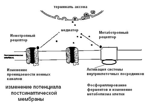 Проведение возбуждения в синапсах. - student2.ru