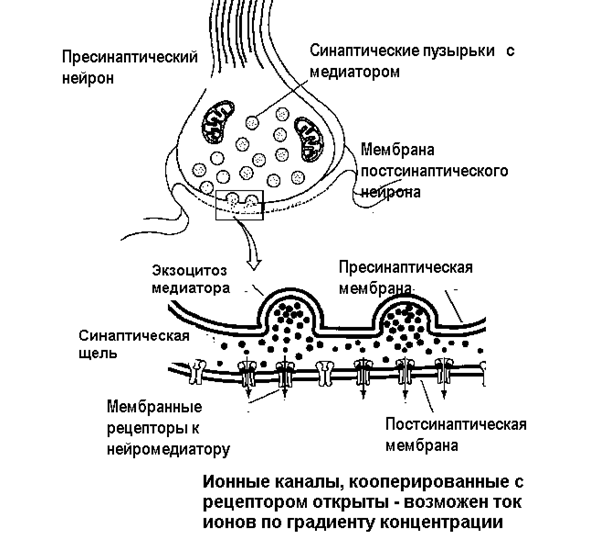 Проведение возбуждения в синапсах. - student2.ru