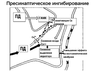 Проведение возбуждения в синапсах. - student2.ru