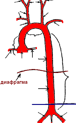 ПРОВЕДИТЕ АНАЛИЗ ИТОГОВ РАБОТЫ. Перечислите признаки артериального кровотечения __ - student2.ru