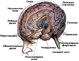 психофизиология эмоций - student2.ru