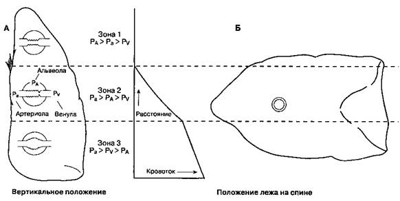 Распределение легочного кровотока - student2.ru