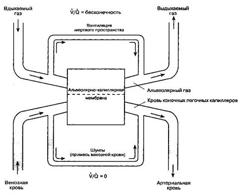 Распределение легочного кровотока - student2.ru