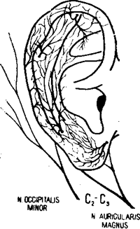 Распределение различных нервов на ушной раковине - student2.ru