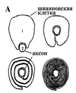 Распространение нервных импульсов. Сальтаторное проведение - student2.ru