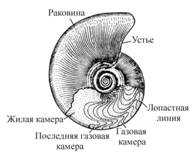 РАЗДЕЛ BILATERIA – двустороннесимметричные - student2.ru