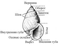 РАЗДЕЛ BILATERIA – двустороннесимметричные - student2.ru