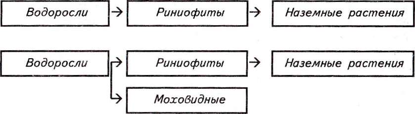 Размножение и значение лишайников - student2.ru
