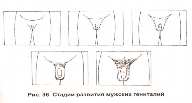 развития детей раннего возраста - student2.ru