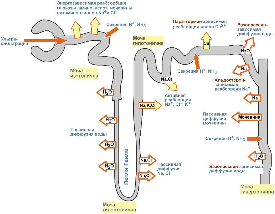 Реабсорбция в канальцах почек - процесс многоликий - student2.ru