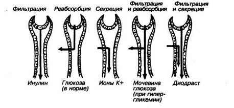 реабсорбция в почечных канальцах - student2.ru