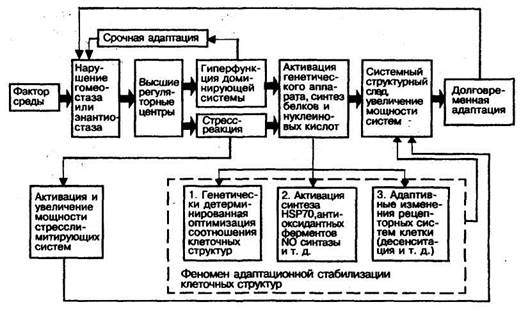 реакции на добавочные раздражения в условиях фаз адаптации - student2.ru