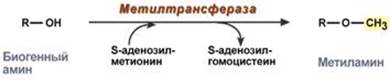 Реакции синтеза серотонина - student2.ru