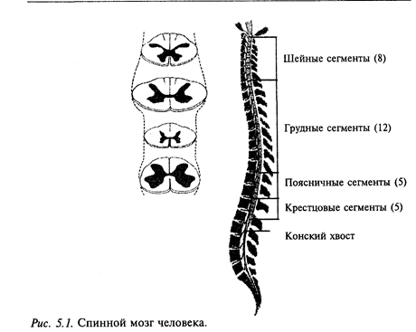 рефлекторный уровень организации движений - student2.ru