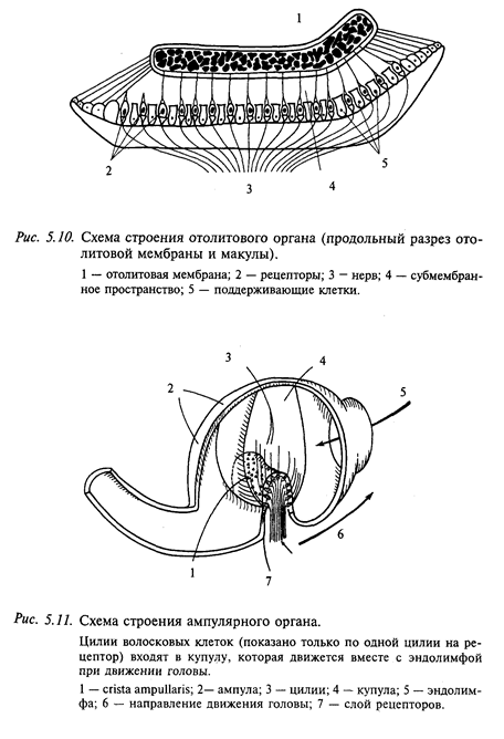 рефлекторный уровень организации движений - student2.ru