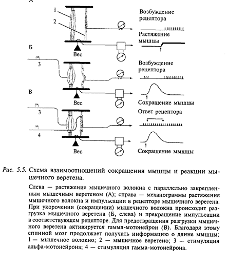 рефлекторный уровень организации движений - student2.ru