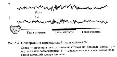 рефлекторный уровень организации движений - student2.ru