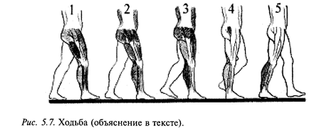 рефлекторный уровень организации движений - student2.ru