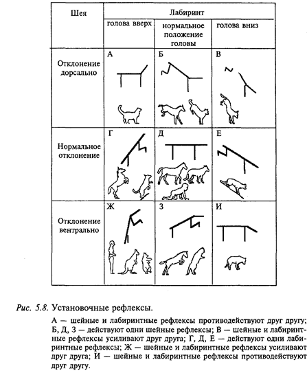 рефлекторный уровень организации движений - student2.ru