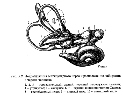 рефлекторный уровень организации движений - student2.ru