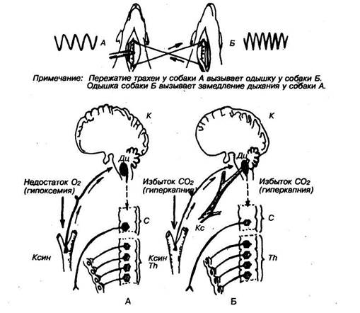 регуляция дыхания. газообмен и транспорт газов - student2.ru