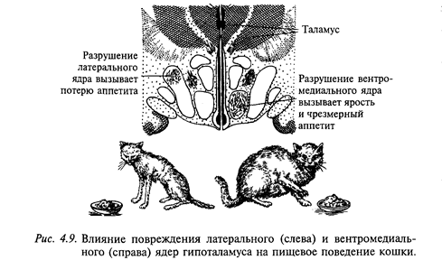 регуляция пищевого поведения - student2.ru