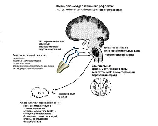 Регуляция слюноотделения - student2.ru