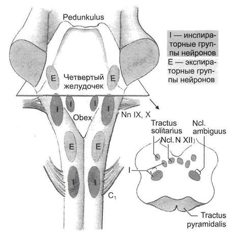 Ретикулярная формация ствола мозга - student2.ru