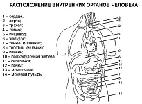 Резервные возможности организма человека, восполнение энергетических затра за счет питания. - student2.ru