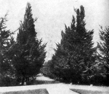 Самые старые и самые большие деревья - student2.ru