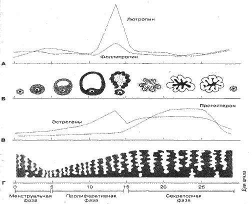 Секреция эстрагенов в различные возрастные периоды и их влияние на репродуктивную систему - student2.ru