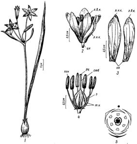 семейство гвоздичные - caryophyllaceae - student2.ru